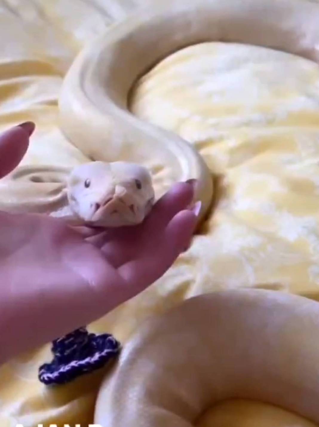 'Sanırım beni yeme hayali kuruyor' paylaşımı sonrası genç kadından şok haber! Eve giren yetkililer küçük dilini yuttu 7